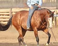 performance-paint-horse