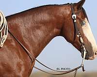 husband-safe-paint-horse