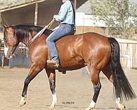 ranch-paint-horse