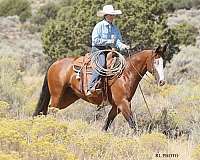ranch-versatility-paint-horse