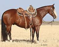 ranch-work-paint-horse