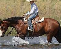 roping-paint-horse