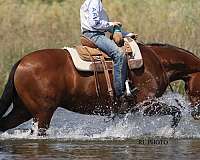 trail-paint-horse