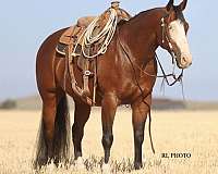 western-riding-paint-horse