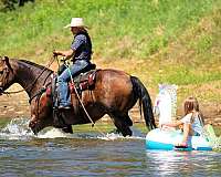 beginner-quarter-horse