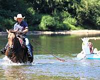 athletic-quarter-horse