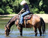 flashy-quarter-horse