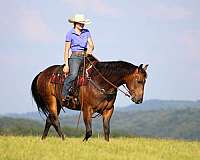 husband-safe-quarter-horse
