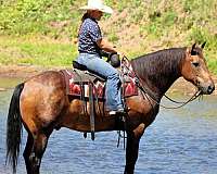 kid-safe-quarter-horse