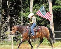 ranch-quarter-horse