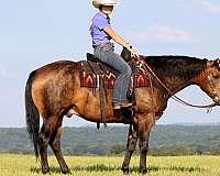 ranch-versatility-quarter-horse
