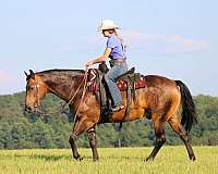 ranch-work-quarter-horse