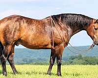 show-quarter-horse