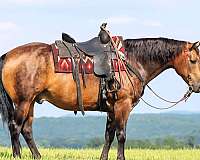 trail-quarter-horse