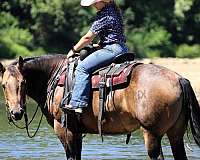 western-riding-quarter-horse