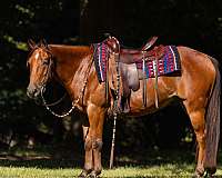 athletic-welsh-pony