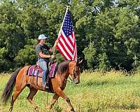 companion-welsh-pony