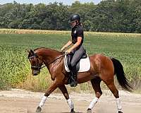 cross-welsh-pony
