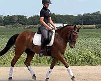 dressage-welsh-pony