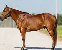 flashy-welsh-pony