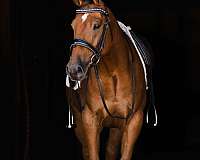 jumping-welsh-pony