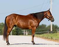 kid-safe-welsh-pony
