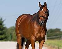 parade-welsh-pony