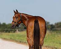 ranch-welsh-pony