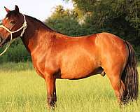 experienced-ranch-pony