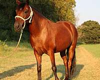 12-hand-pony-gelding