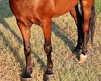 12-hand-pony