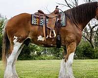 athletic-clydesdale-horse
