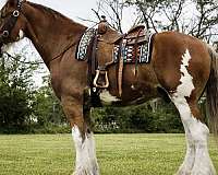 driving-clydesdale-horse