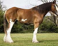flashy-clydesdale-horse
