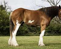 husband-safe-clydesdale-horse