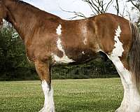 parade-clydesdale-horse