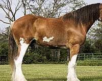 ranch-clydesdale-horse