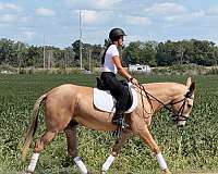 driving-mule