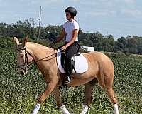 flashy-mule