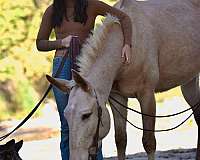husband-safe-mule