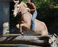 jumping-mule
