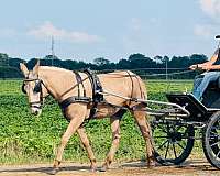 parade-mule