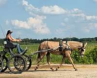 ridden-english-mule