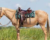 ridden-western-mule