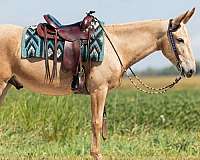 show-mule