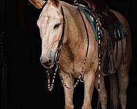 trail-mule