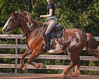 pinto-clydesdale-for-sale