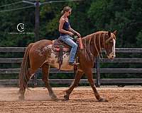 pinto-clydesdale-horse