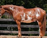 pinto-clydesdale