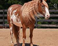 all-around-clydesdale-horse